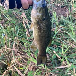 スモールマウスバス