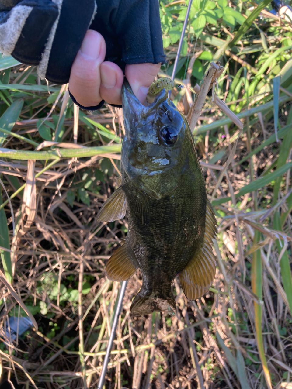 スモールマウスバス