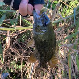 スモールマウスバス