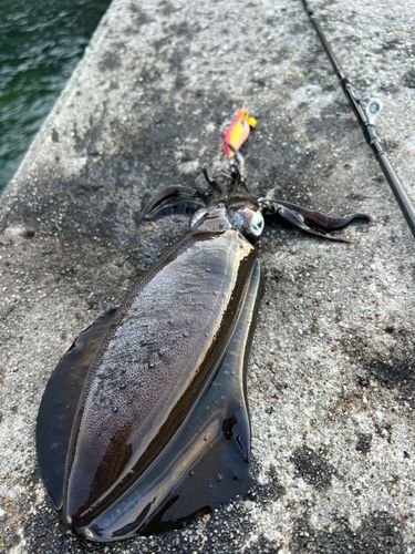 アオリイカの釣果