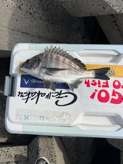 クロダイの釣果