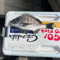 クロダイ