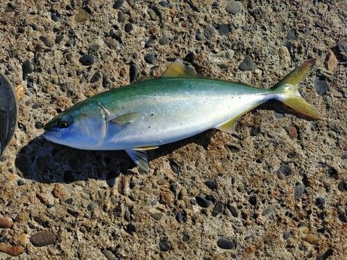 ワカシの釣果
