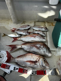 タイの釣果