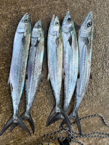 サゴシの釣果