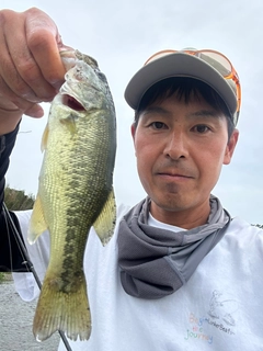 ラージマウスバスの釣果
