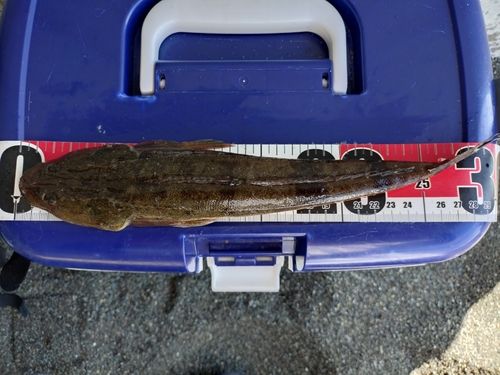 マゴチの釣果