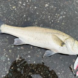 フッコ（マルスズキ）