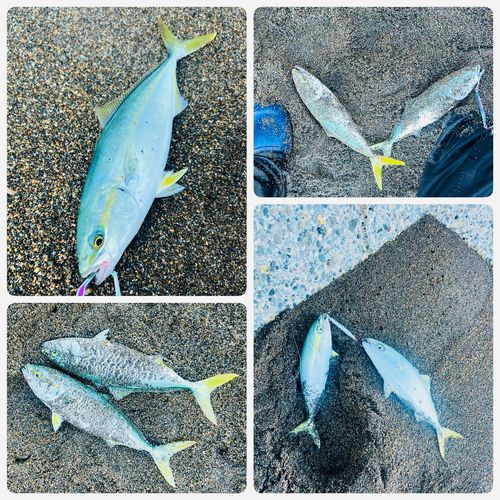 ワカシの釣果