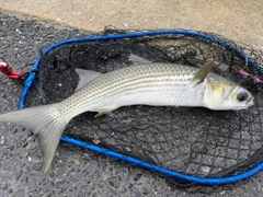 ボラの釣果