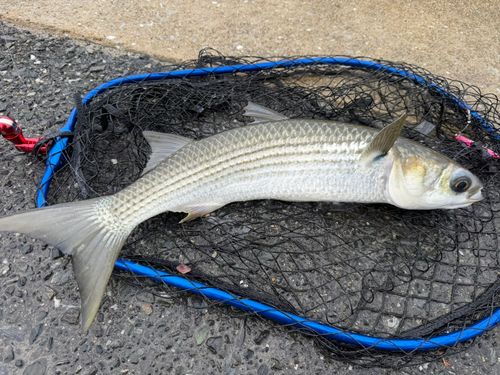 ボラの釣果
