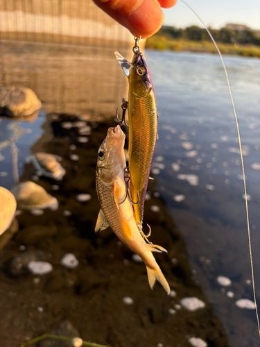 ニゴイの釣果