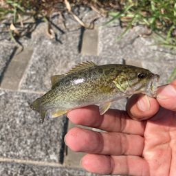 スモールマウスバス