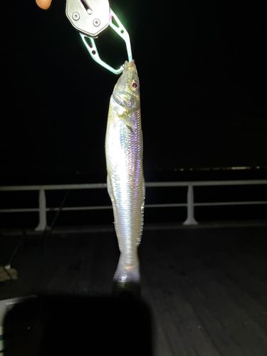 キスの釣果