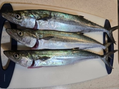 サゴシの釣果