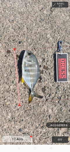 カイワリの釣果