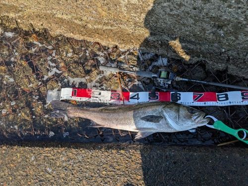 シーバスの釣果