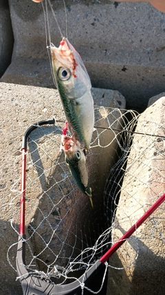 サバの釣果