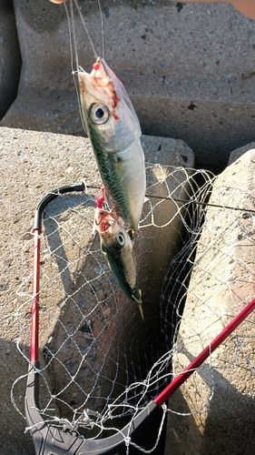 サバの釣果