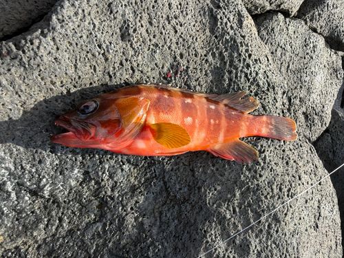 東伊豆