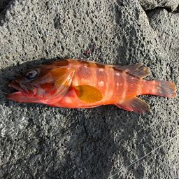 アカハタ