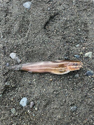 ゴンズイの釣果