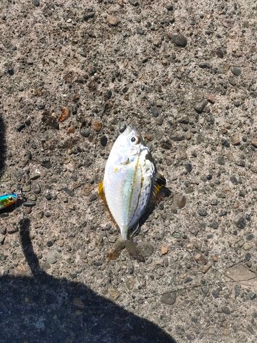 ヒイラギの釣果