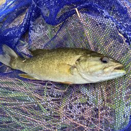 スモールマウスバス