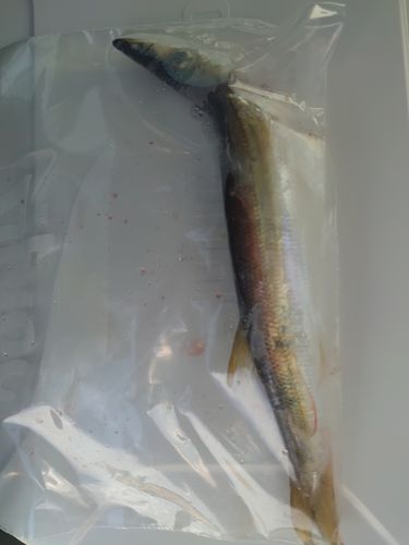カマスの釣果