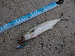 サゴシの釣果