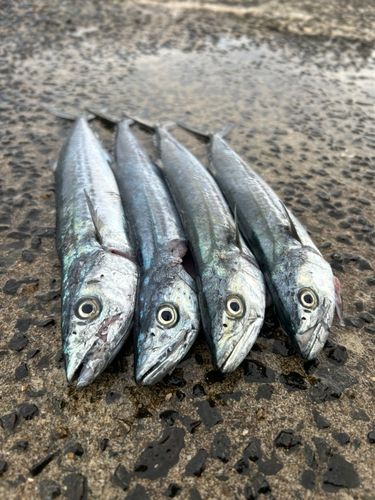 サゴシの釣果