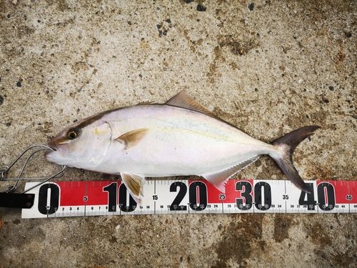 シオの釣果