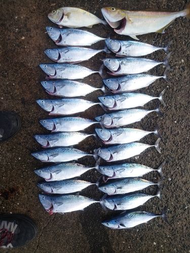 鹿児島湾南部