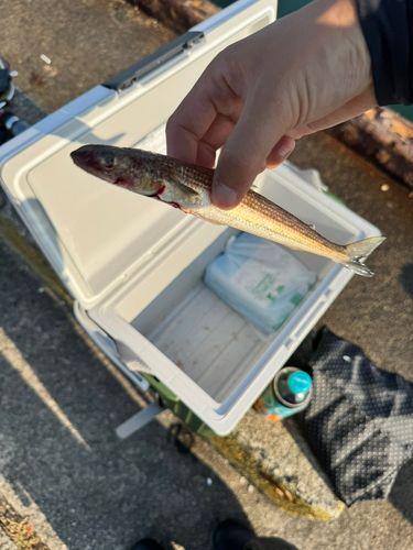 エソの釣果