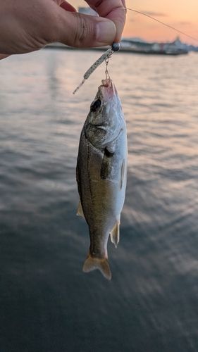 セイゴ（マルスズキ）の釣果
