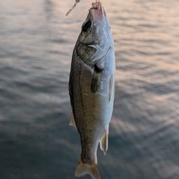 セイゴ（マルスズキ）