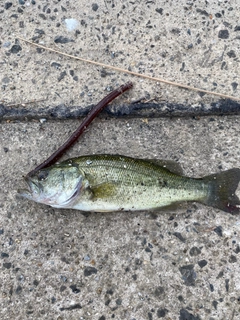 ラージマウスバスの釣果