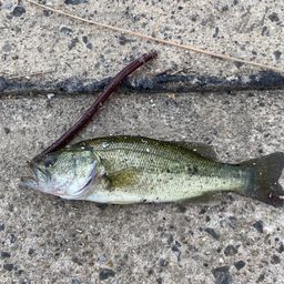 ラージマウスバス