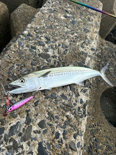 ダツの釣果