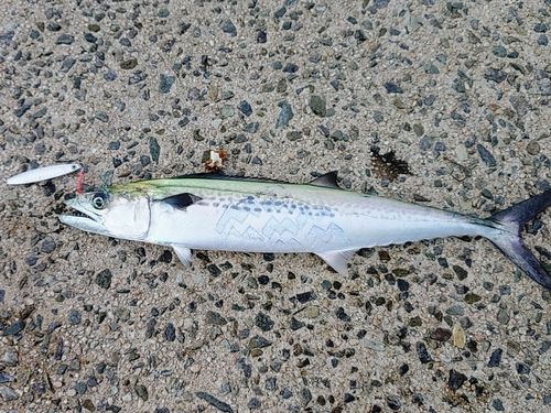 サゴシの釣果