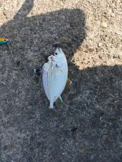 ヒイラギの釣果