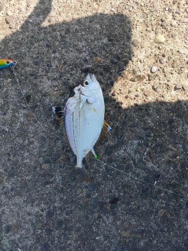 ヒイラギの釣果