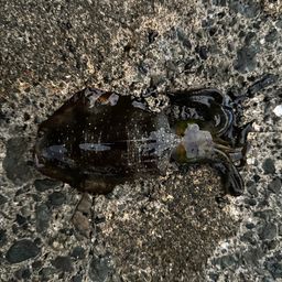 アオリイカ