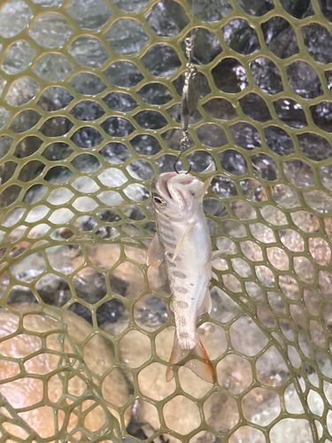 ヤマメの釣果