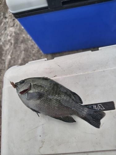 グレの釣果