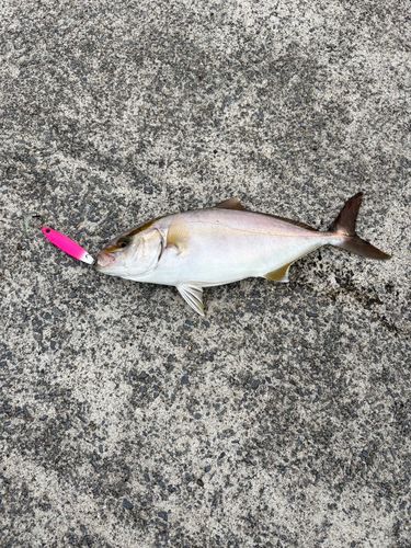 追波湾