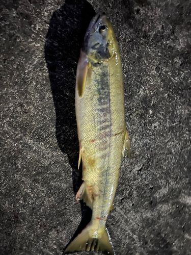 サケの釣果