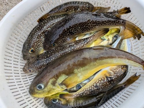 ショウサイフグの釣果