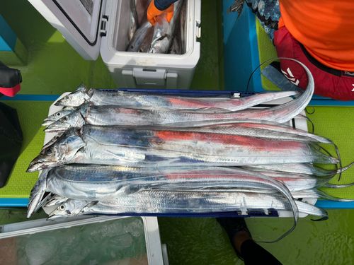 タチウオの釣果