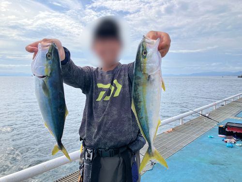 カンパチの釣果